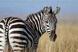50 Dazzling Zebra Facts And Secrets To Uncover - Facts.net