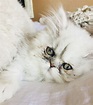 Doll Faced Persian Kitten 💗 | Persian kittens, Cute animals, Animals
