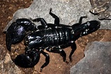 File:Emporer scorpion.jpg - Wikipedia