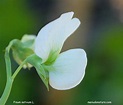 Menuda Natura: Pisum sativum L.
