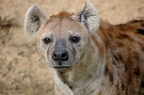 La iena: cosa mangia, dove vive, caratteristiche e curiosità