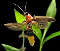 File:Photinus pyralis Firefly 4.jpg