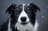 Border Collie Rescues to Find a Border Collie Dog