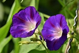 A Complete Morning Glory Growing Guide and 4 Varieties to Inspire You - Garden and Happy
