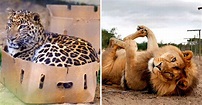 14 Big Cats Acting Like House Cats