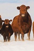 Red Angus - Wikipedia, the free encyclopedia Cattle Farming, Livestock ...