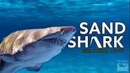 Sand Shark Size, Habitat, and Facts - sharksinfo.com