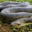 Green Anaconda | National Geographic | Green anaconda, Anaconda snake ...