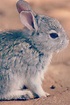 Volcano Rabbit: Appearance, Lifespan, Temperament, Care Sheet