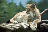 Der Luchs: Infos zur Wildkatze im Tierlexikon - [GEOLINO]