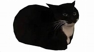 Maxwell The Cat! Meme 2. Roblox | Maxwell’s Circle - YouTube