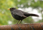 File:Blackbird 2.jpg - Wikipedia