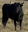 Animals Wallpapers: Dangerous Black Bull HD Wallpapers 2012
