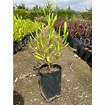 Stenocarpus Tamaño XXXXXL (1mts - 1,5mts) Bolsa BOL-20 Color Verde