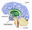 Thalamus - Neuromedia