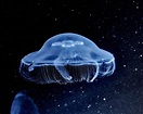 How moon jellyfish get about | EurekAlert!