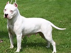 American Pit Bull Terrier - Puppies, Rescue, Pictures, Information ...