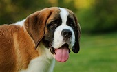 8 cuidados básicos para los perros de raza San Bernardo