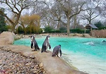 11 tips for visiting London Zoo with kids - mummytravels