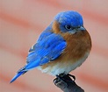 bluebird | Cute birds, Bird pictures, Pet birds