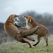 Side kick... Red Foxes in fight Photograph by Ralf Kistowski
