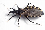 Kissing bugs also find suitable climatic conditions in Europe