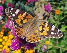 Painted Lady Butterfly, Vanessa cardui – Wisconsin Horticulture