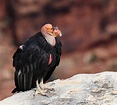 The Recovery of the California Condor | Celebrate Urban Birds