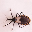 What is the Deadly Kissing Bug? | Family Handyman