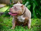 THE EXTREME AMERICAN BULLY - TRI COLOR POCKET BULLY PUPPIES - VENOMLINE