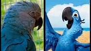 El pájaro azul que inspiró la película "Rió" se ha extinguido | Onda ...