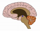 Know your brain: Ventral tegmental area — Neuroscientifically Challenged