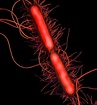 Proteus Vulgaris Bacteria, Sem Photograph by Thomas Deerinck, Ncmir ...