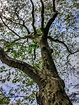 Facts About The Sycamore Tree - Tips For Growing Sycamore Trees