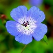 Geranium (Perennial) Johnsons' Blue – Easy To Grow Bulbs