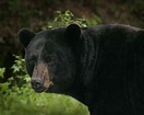 Americanus Ursus Bear - Free photo on Pixabay