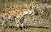 La iena: cosa mangia, dove vive, caratteristiche e curiosità