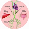 A schematic representation depicting the lymphatic drainage with the ...