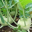 Buy knol khol f1 hybrid - vegetable seeds online at nurserylive | Best ...