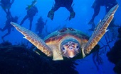 More Changes Needed to Protect Loggerheads | Endangered Species Coalition