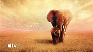 Die Elefantenmutter – Offizieller Film-Trailer | Apple TV+ - YouTube
