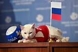 世界盃/瘋世界盃 俄羅斯推「神貓」接班章魚哥 - 新聞 - Rti 中央廣播電臺