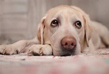 7 Signs of Rocky Mountain Spotted Fever in Dogs | PetMD