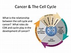 PPT - THE CELL CYCLE AND CANCER PowerPoint Presentation, free download ...
