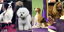 Westminster Dog Show Winners - Photos of the Winners Throughout the Years