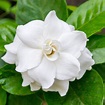 Cold Hardy Gardenia | Fragrant Flowering Shrub – Easy To Grow Bulbs