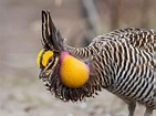Greater Prairie-Chicken | Audubon Field Guide
