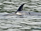 海洋公園指鯨背傷痕螺旋槳造成 正確認品種及健康狀況 - 新浪香港