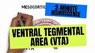2-Minute Neuroscience: Ventral Tegmental Area (VTA) - YouTube