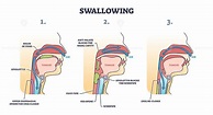 Swallowing process explanation with anatomical principle stages outline ...